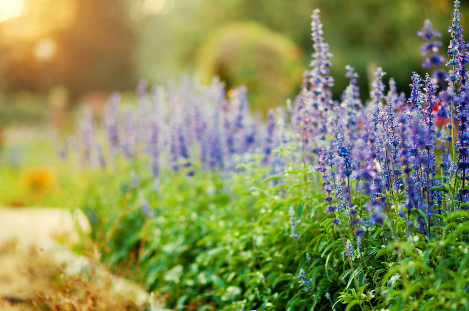 Planting of many Victoria Blue salvia plants in bloom.