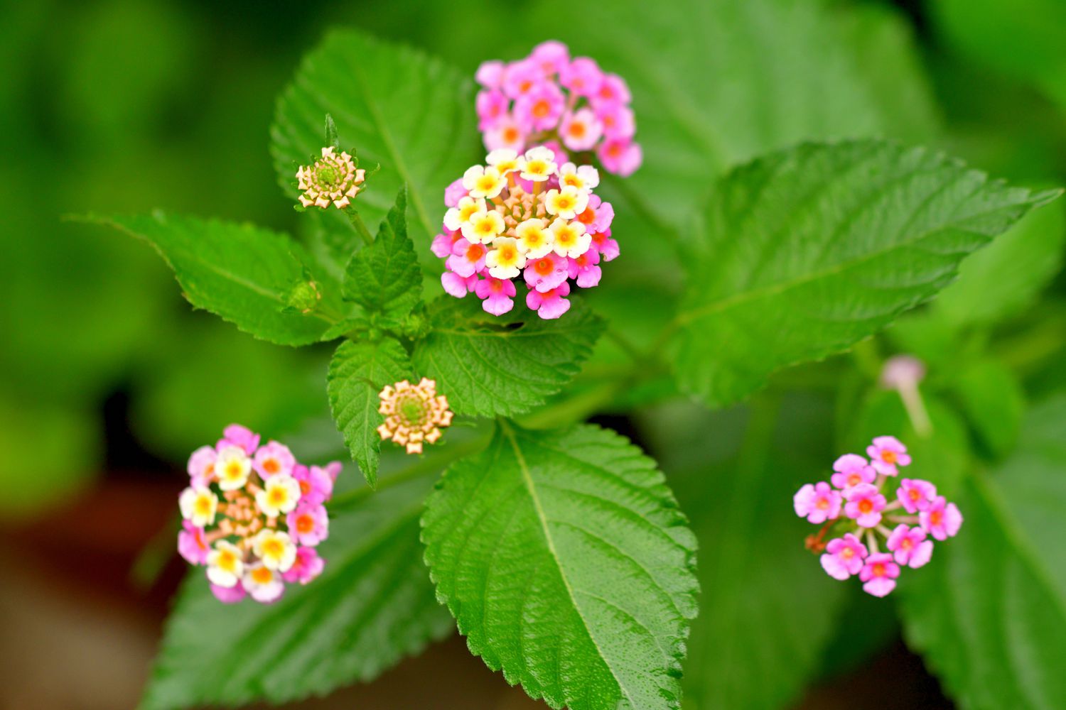 Lantana