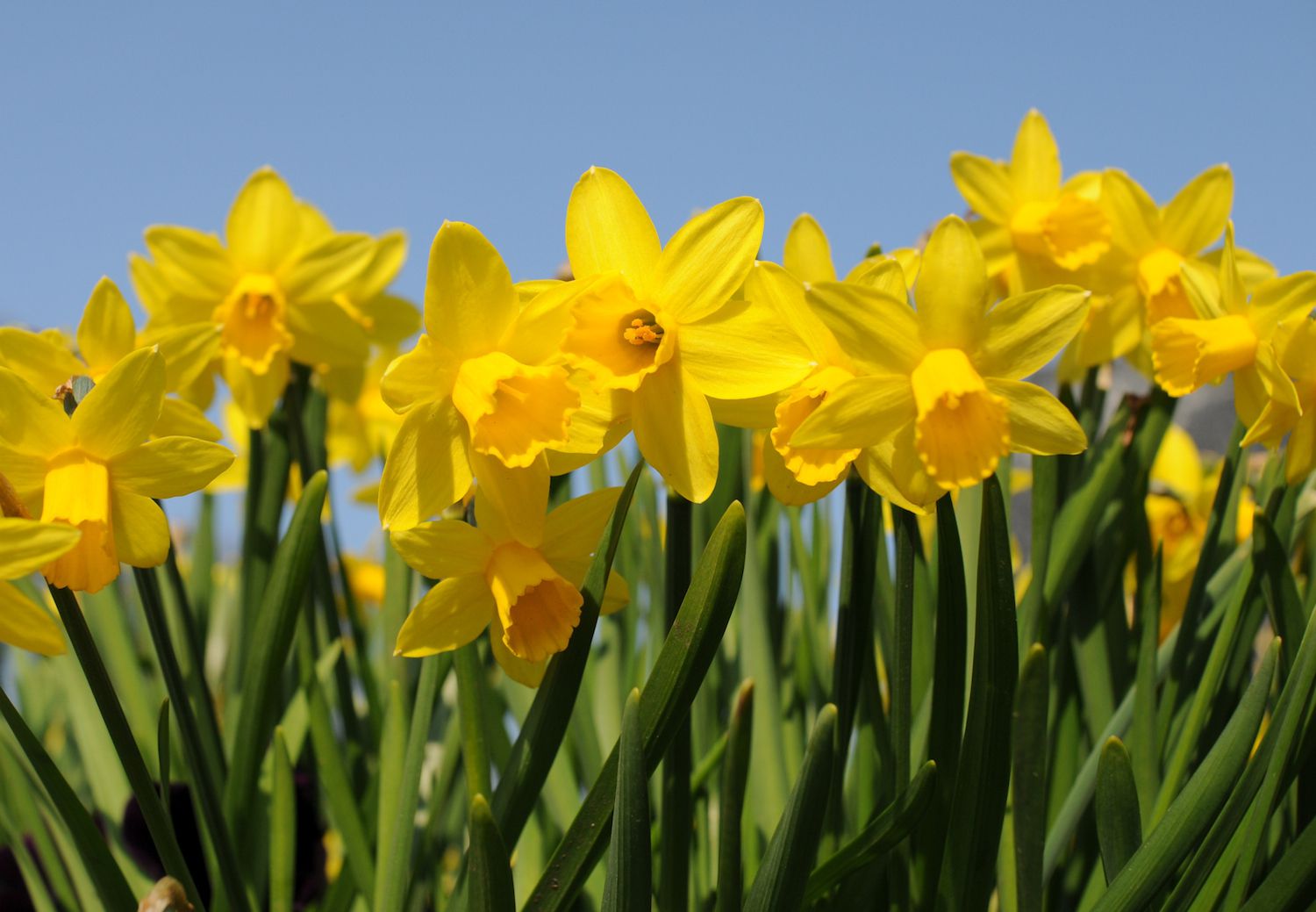 Daffodils_1500