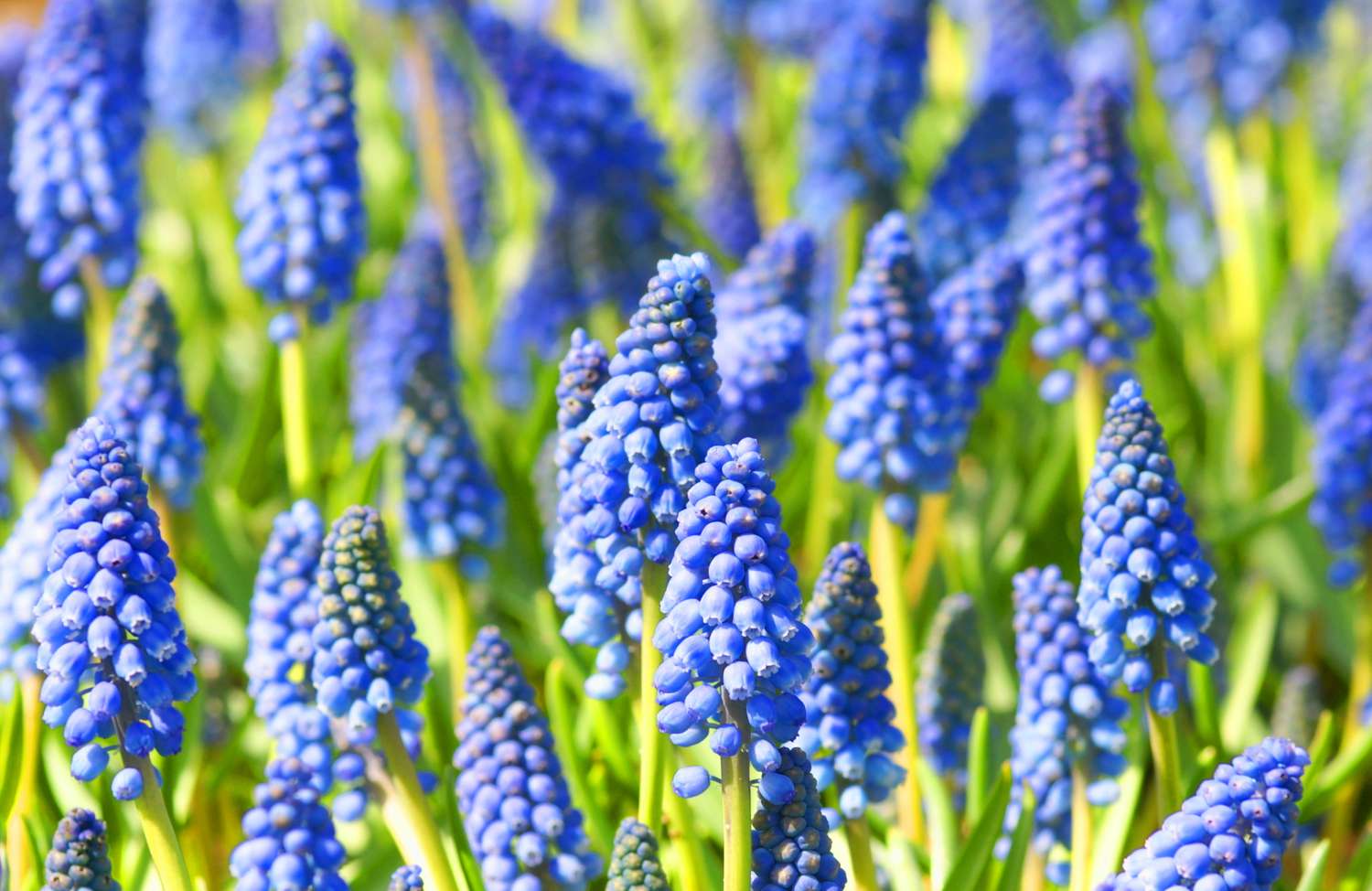 Grape Hyacinths, Muscari Bulbs