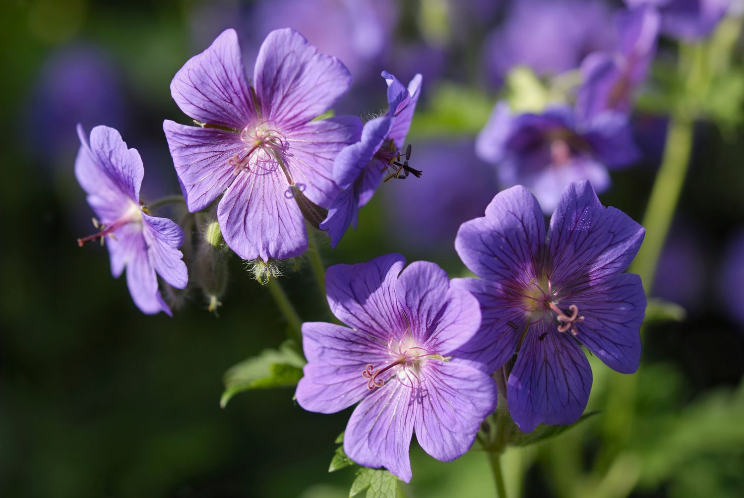 Bloody Cranesbill Hardy Geranium