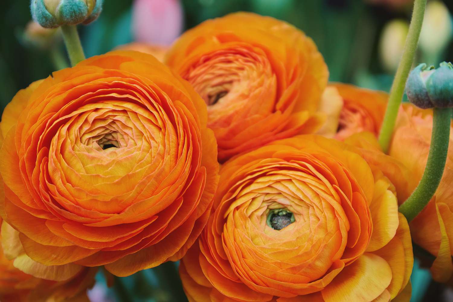 Orange ranunculus flowers