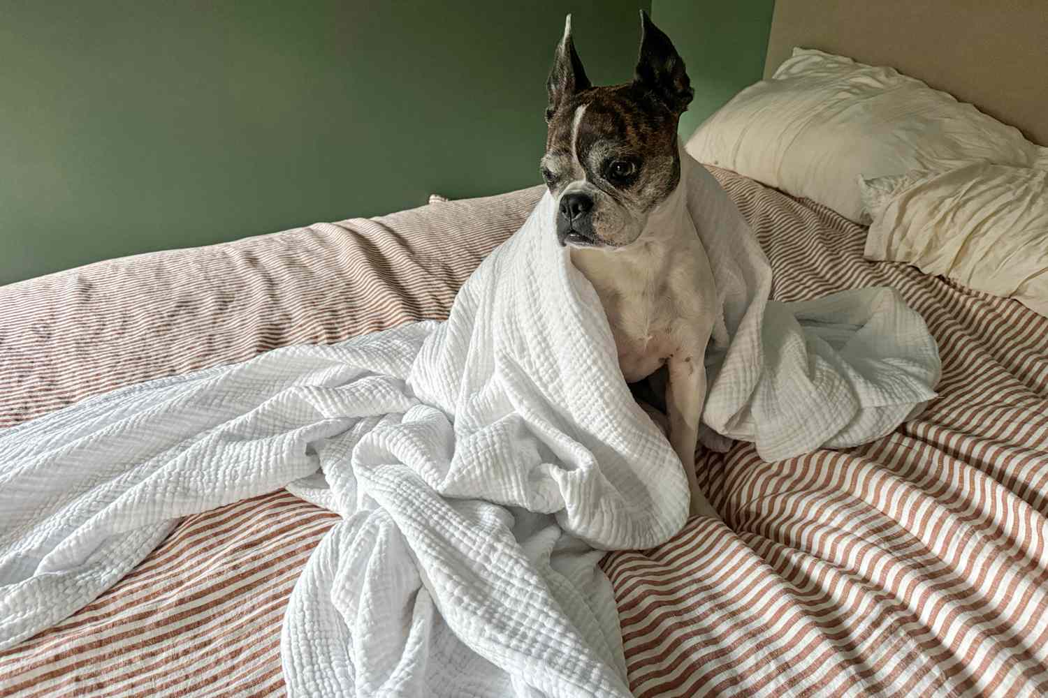 A dog sits on a bed wrapped in the Bedsure 100% Cotton Muslin Throw Blanket
