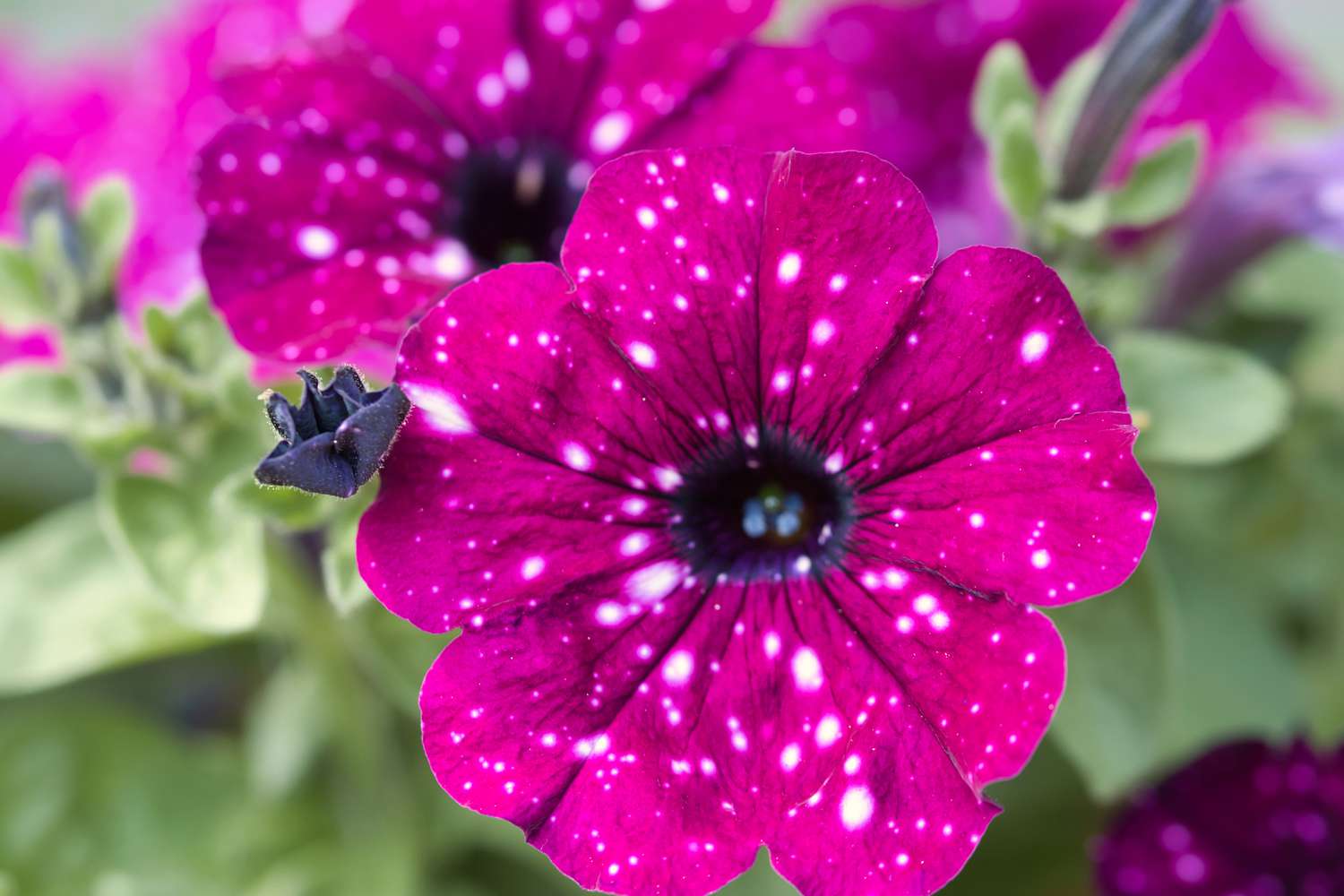 close up of a red night sky petunia flower with white spots and green leaves