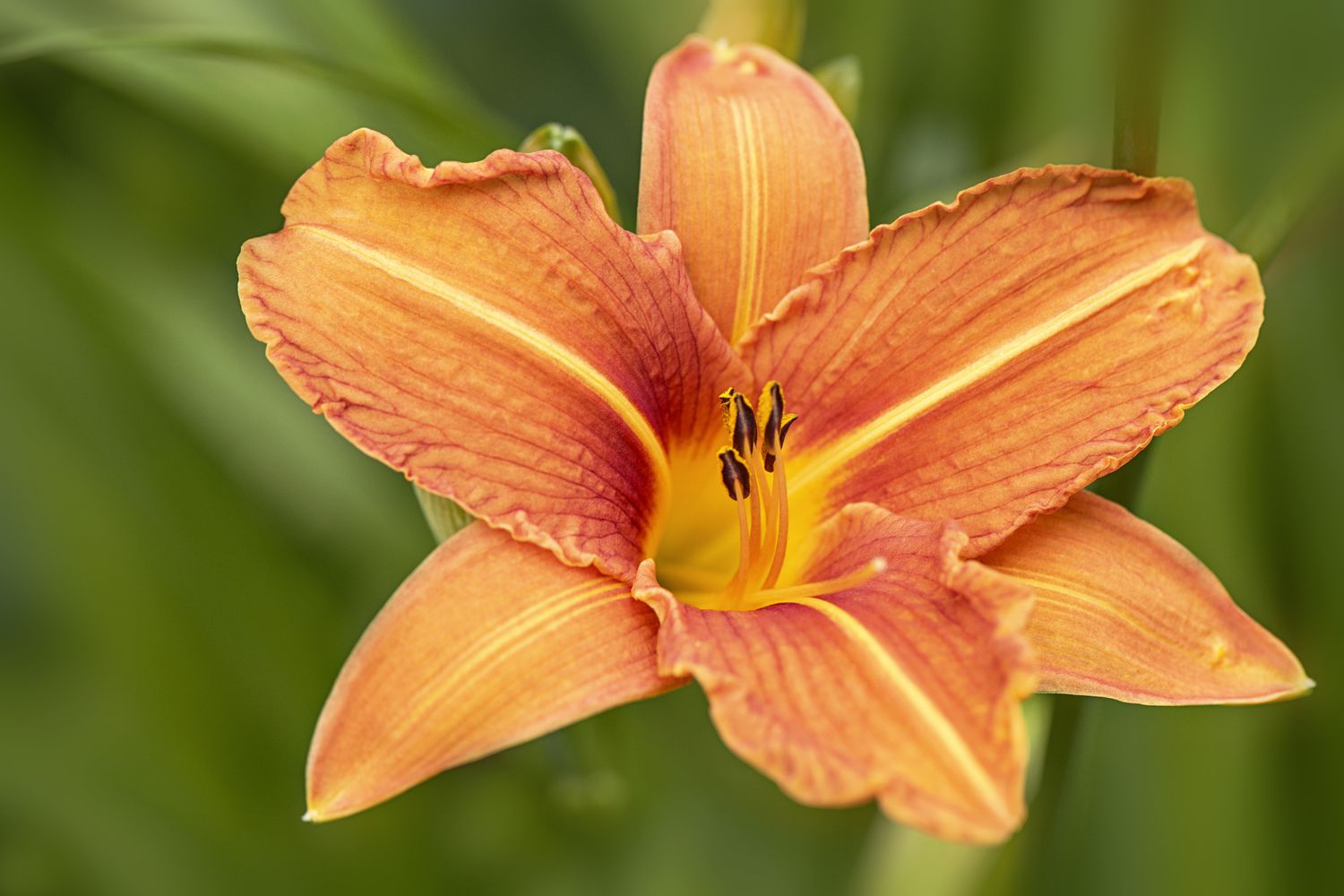 Daylily