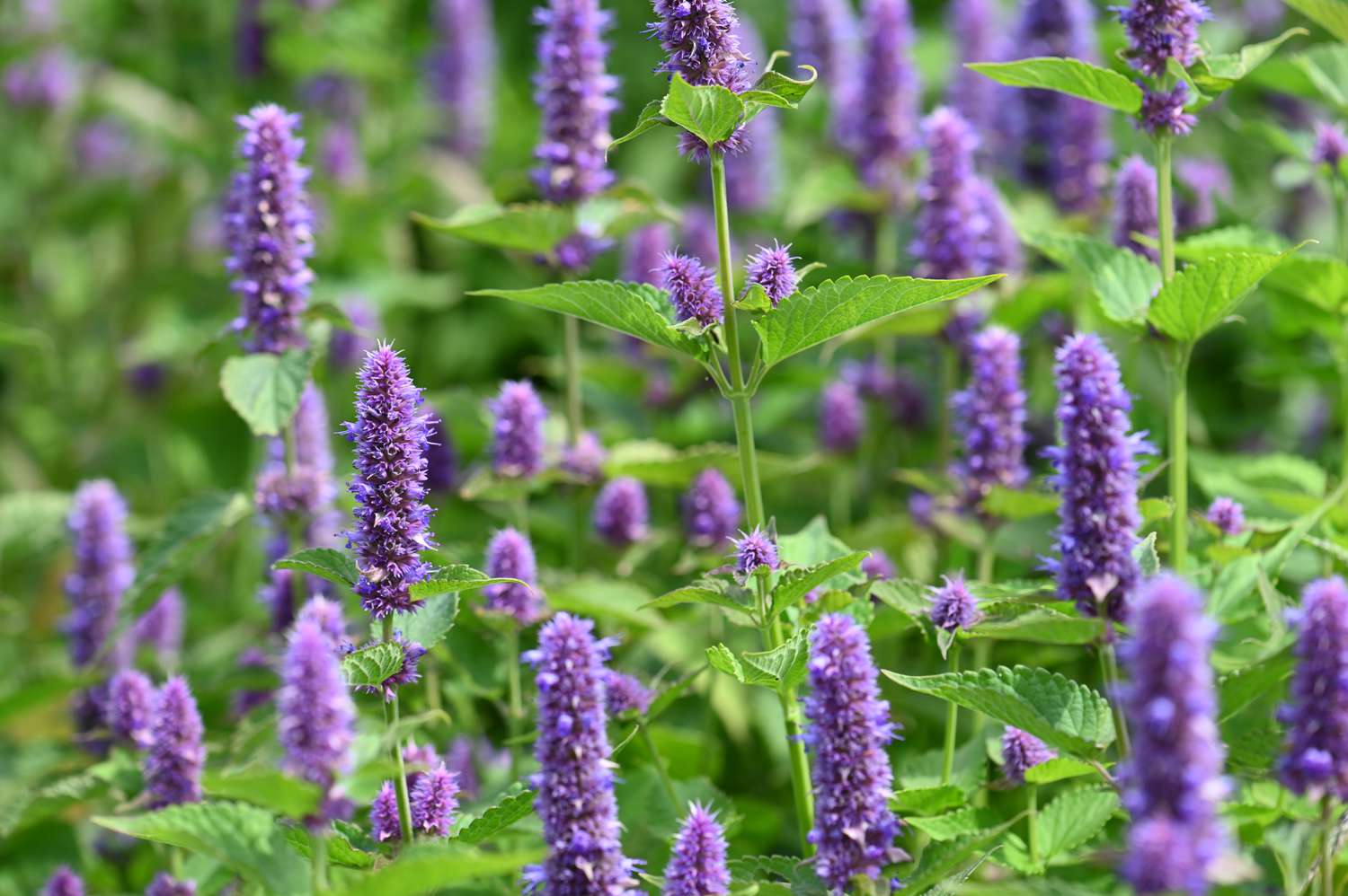 Anise Hyssop