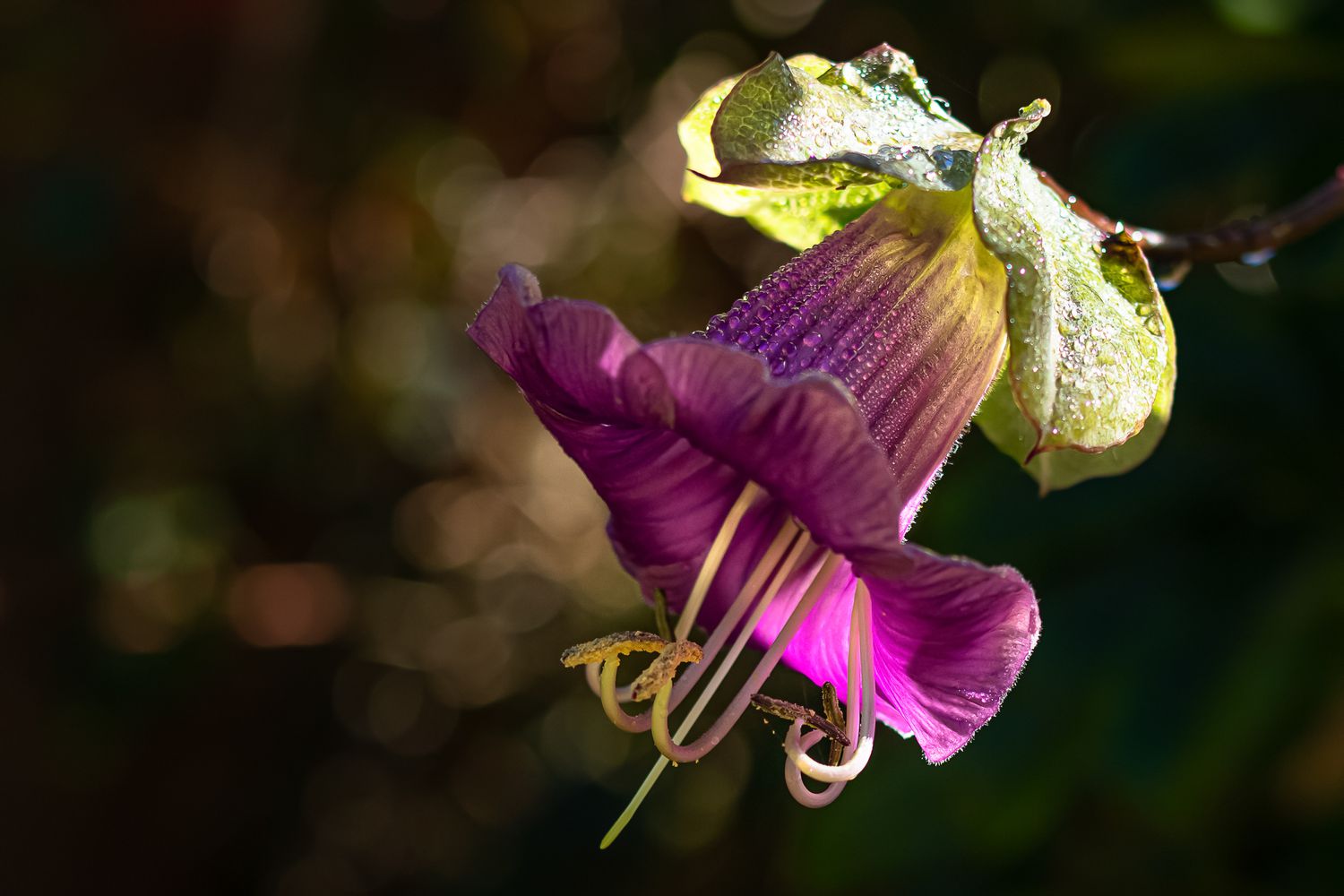 Cup and Saucer Vine