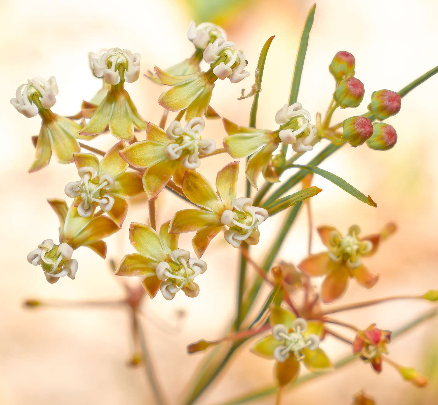 Whorled Milkweed
