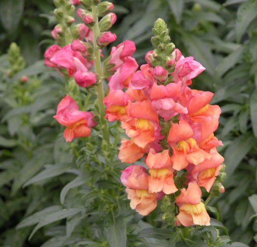 Snapdragons