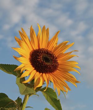 Large sunflower against blue sky