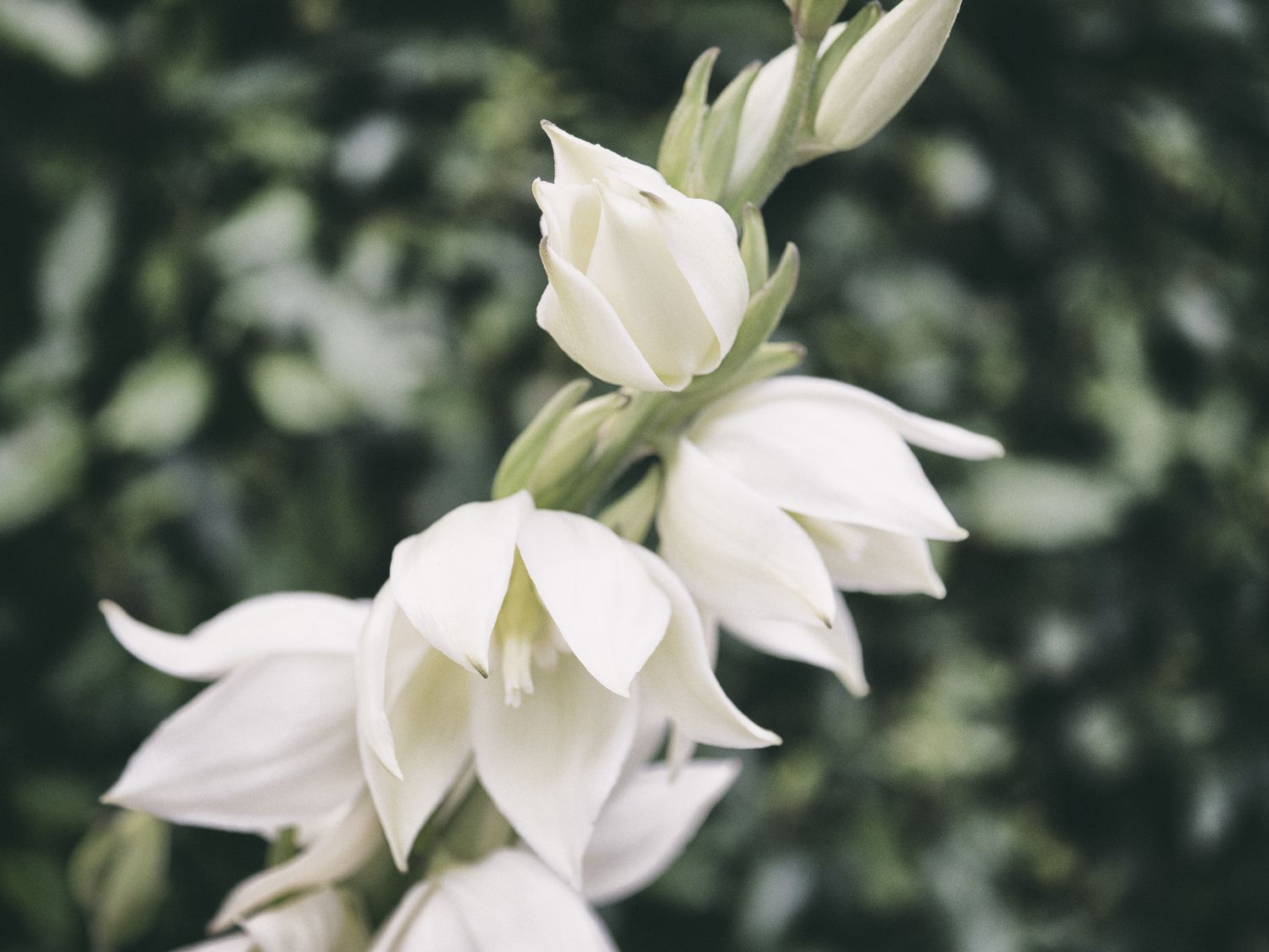 Yucca gloriosa drought-resistant plant