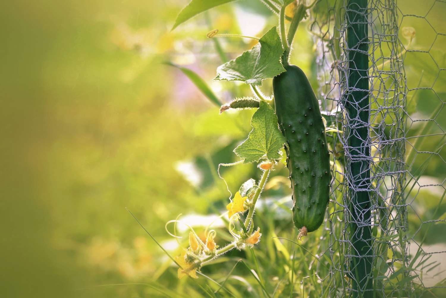 A single cucumber hangs from a growing cucumber plant.