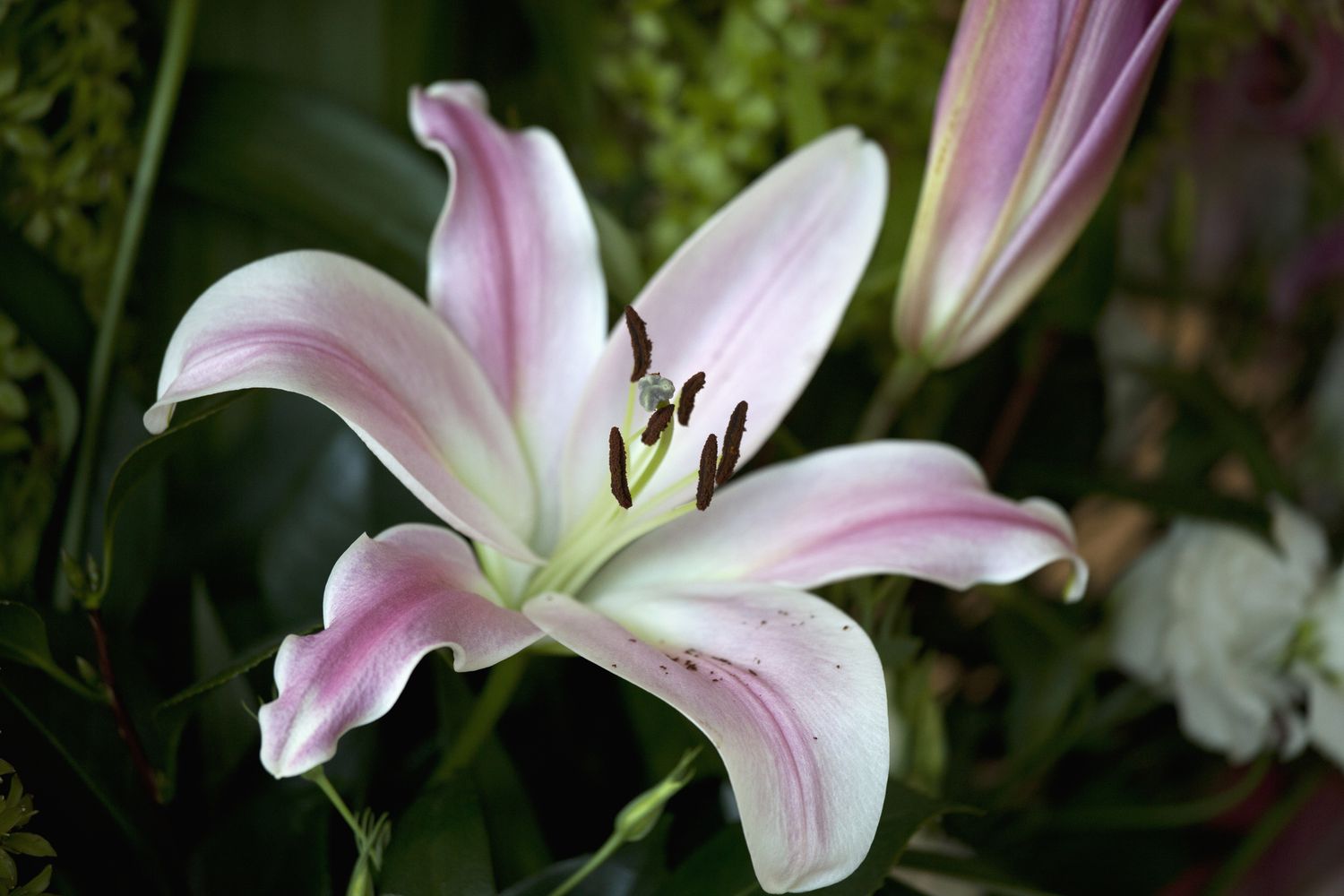 Easter lily