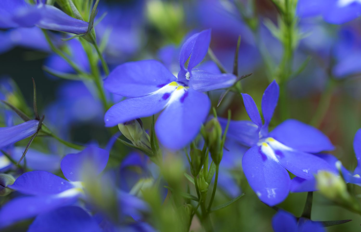 Lobelia