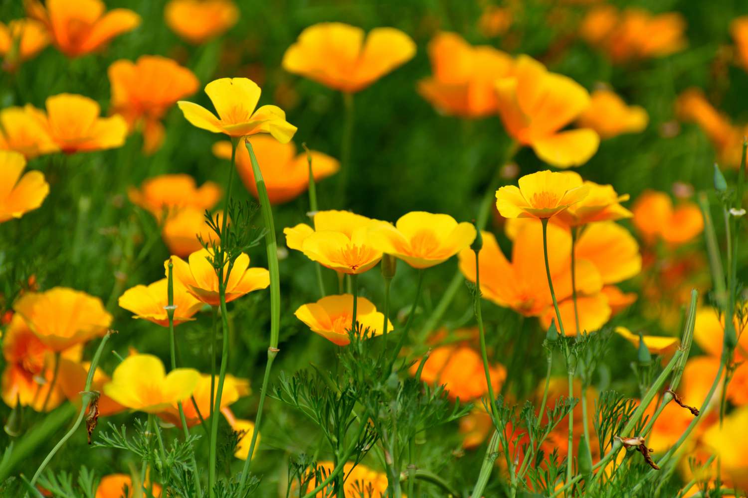 California poppy